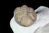Bargain, Lochovella (Reedops) Trilobite - Oklahoma #92748-4